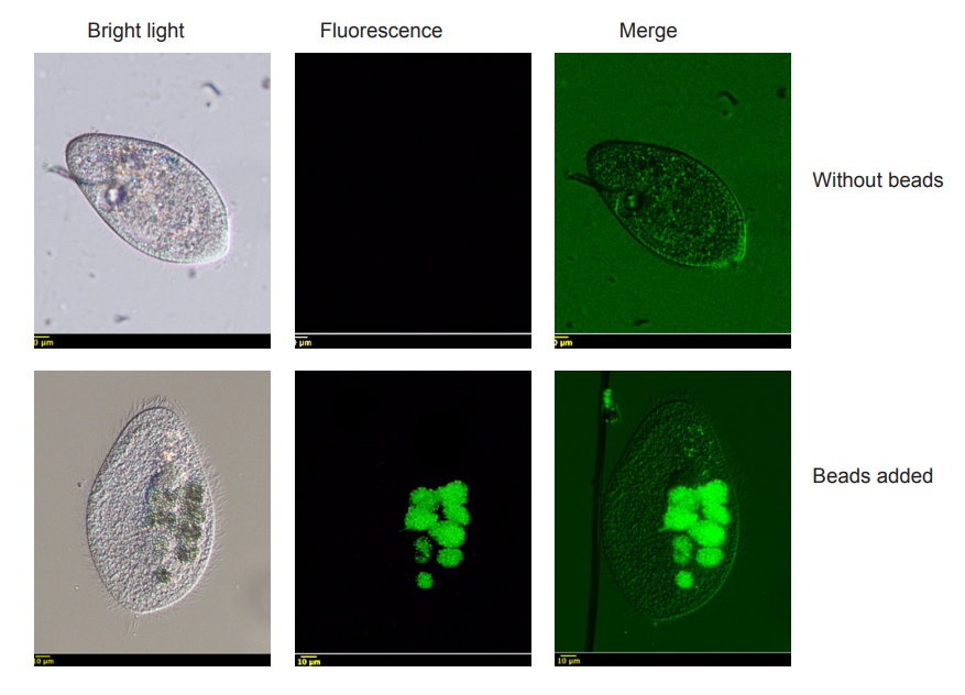 Fluorescently labelled microplastic beads engulfed by ciliate Paramecium aurelia visible under  microscope in bright field, epifluorescence and both techniques merged