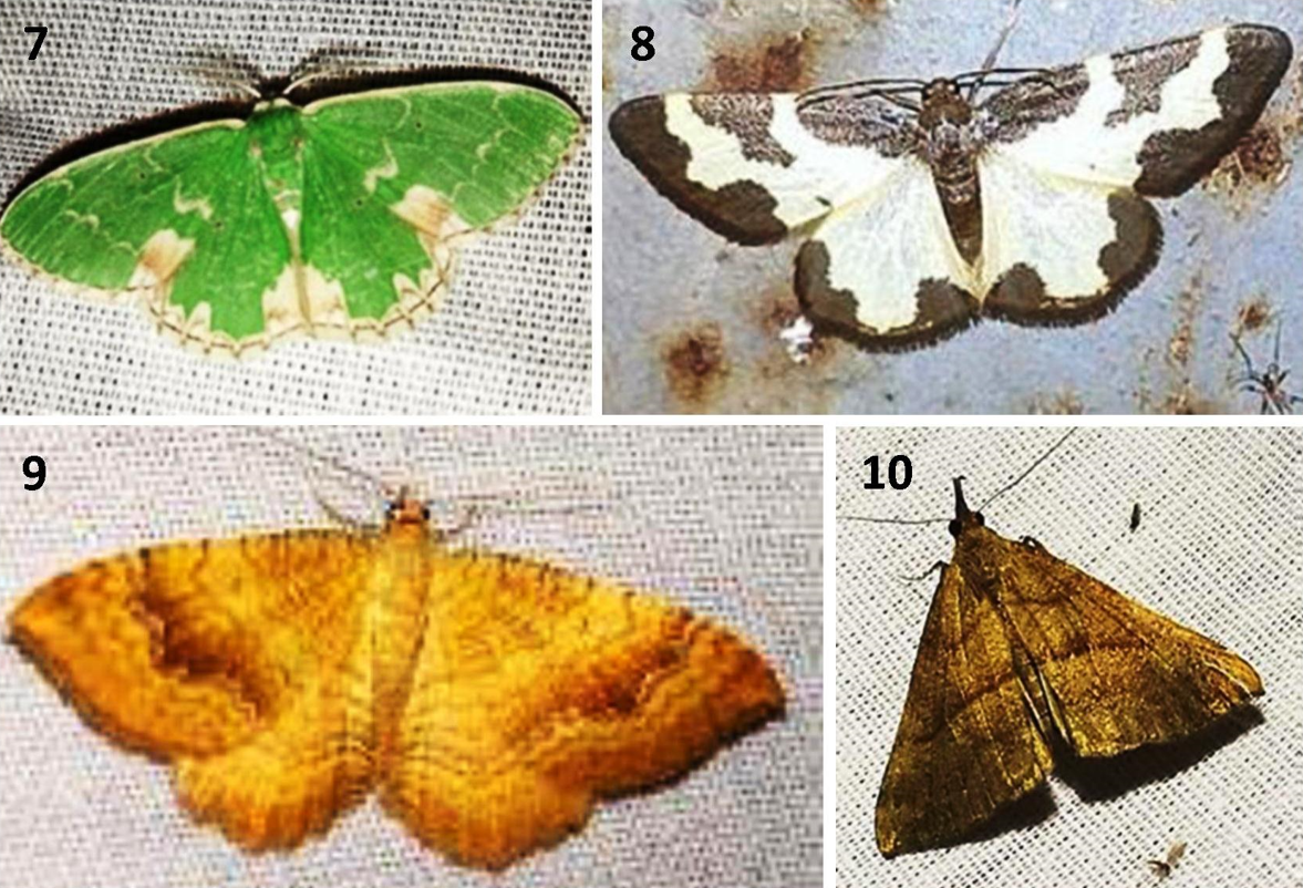 Some of specimens representing families of the moths on studying area