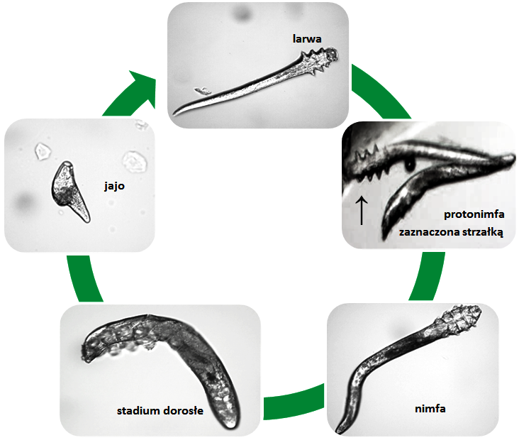  Cykl rozwojowy nużeńca Demodex spp