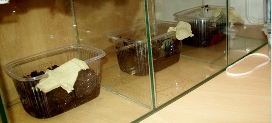 Insectarium in the 2nd stage of the experiment