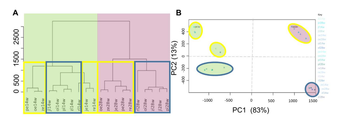  Chemometric analysis of leaves and extracts across different species